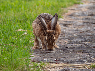 Feldhase bei der Nahrungsaufnahme 
