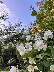 jasmine, blooming jasmine, white jasmine flower, jasmine bush