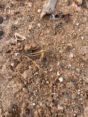 wet sand with stones and seaweed, wet sand background, sand background
