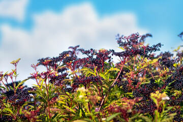 clusters of ripe black elderberries on bush among green leaves under blue sky with white clouds, close-up
