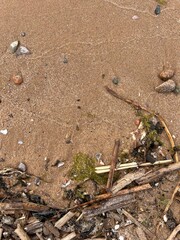 wet sand with stones, dry plants and algae, wet sand background, sand background
