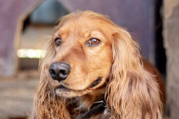 A focused portrait of a red cocker spaniel with long ears and an expressive gaze
