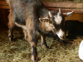 Baby goat is eating hay in a pen