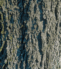 Vector illustration of Hackberry bark texture. Texture of the Hackberry bark. Hackberry bark background. Hackberry tree trunk, Celtis occidentalis.
