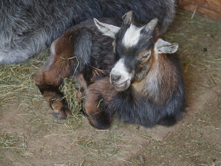 Baby goat is laying on hay in a pen