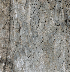 Vector illustration of Hackberry bark texture. Texture of the Hackberry bark. Hackberry bark background. Hackberry tree trunk, Celtis occidentalis.
