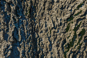 Vector illustration of Hackberry bark texture. Texture of the Hackberry bark. Hackberry bark background. Hackberry tree trunk, Celtis occidentalis.
