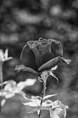 Monochrome picture of an isolated rose blossoming in a garden, with a splendid light effect in the background.