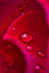 Abstract backgrond: macro picture of red rose petals with rain drops: amazing texture and pattern.