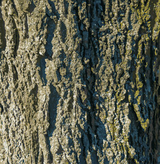 Vector illustration of Hackberry bark texture. Texture of the Hackberry bark. Hackberry bark background. Hackberry tree trunk, Celtis occidentalis.

