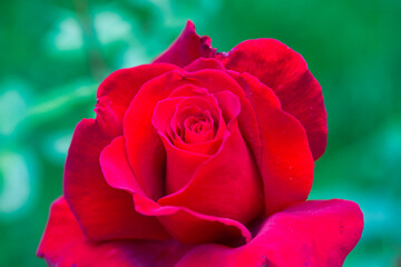 Closeup of gorgeous isolated red rose over a green background: a symbol of love and passion.