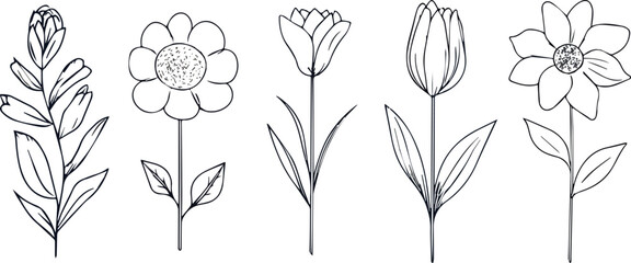 Fototapeta premium Five Minimalist Hand Drawn Flowers Vector Illustration Set including Tulips Daisy and Protea Blossom Botanical Floral Line Art Design for Wedding Invitation Card Decoration or Logo