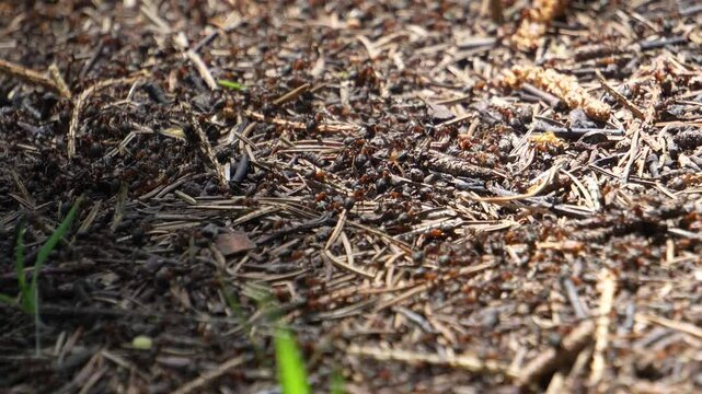 Anthill close-up. Anthill in the spring in the forest