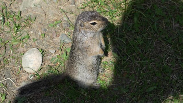 Gophers in Altai. Gophers close-up, small animals