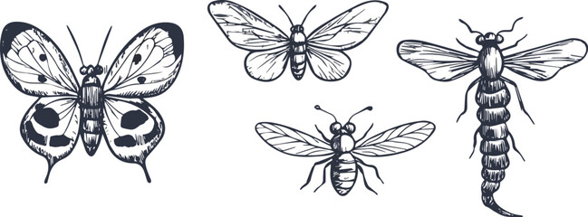Hand-drawn insect vector set butterfly moth bee dragonfly vintage sketch style entomological collection retro illustration isolated design elements wildlife nature biology zoology monochrome flying