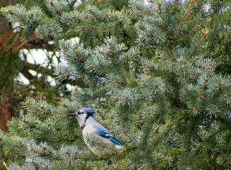 Blue Jay