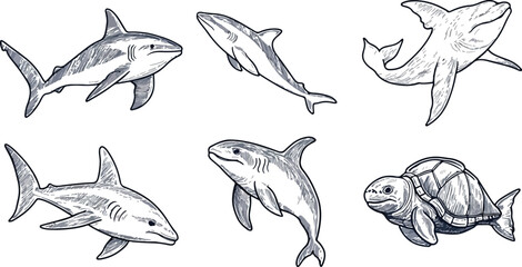 Set of hand drawn vector illustrations of sharks and turtle marine life ocean predator fish wildlife sea underwater animal monochrome sketch drawing engraved vintage style design element isolated