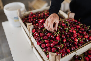 Harvesting fresh cherries in a busy packing facility during the summer season