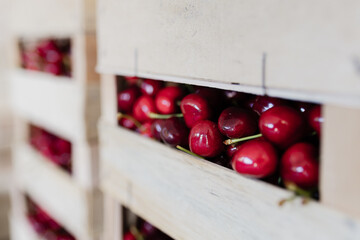 Freshly harvested cherries stored in wooden crates for market display during summer season