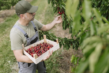 Farmer picking cherries in a lush orchard during the summer harvest season in rural countryside