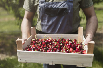 Cherry harvest in a lush orchard during summer with a farmer holding a wooden crate filled with fresh cherries
