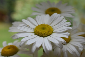 beautiful and white daisy and background