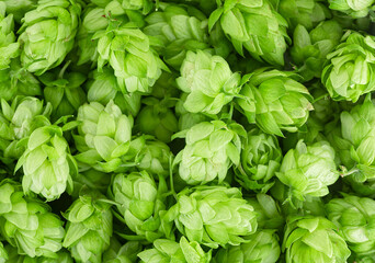 Fresh green hop cones as background, top view. Organic hop flowers.