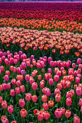 Tulip Field at the Tulip Festival around Mount Vernon in Washington State