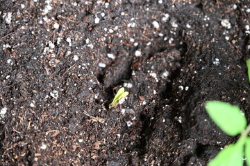 green sprouts of cucumber plant