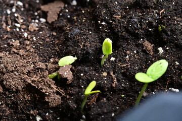green sprouts of cucumber plant