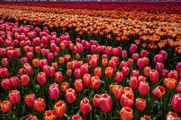 Tulip Field at the Tulip Festival around Mount Vernon in Washington State