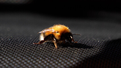 A fluffy bumblebee basks in the sun. Bumblebee close-up, bumblebee in the sun's rays. Bee macro...