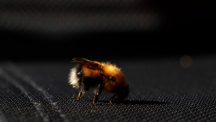 A fluffy bumblebee basks in the sun. Bumblebee close-up, bumblebee in the sun's rays. Bee macro...