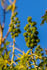 Castor beans plant on field in Brazi Ricinus communis seeds