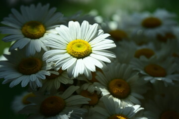 Obraz premium beautiful and white daisy and background