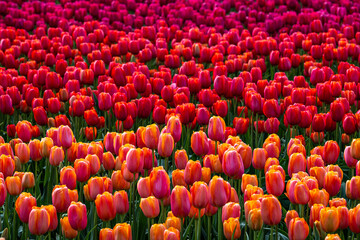 Tulip Field at the Tulip Festival around Mount Vernon in Washington State
