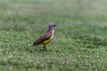 Great Kiskadee with scientific name Pitangus sulphuratus on in grass in the Atlantic Forest,  Common yellow bird in Brazil.