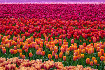 Tulip Field at the Tulip Festival around Mount Vernon in Washington State
