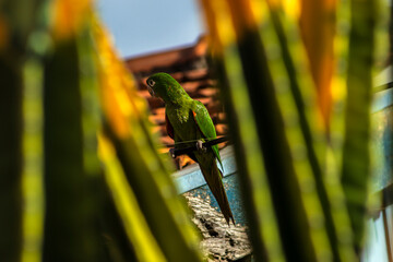 Parakeet perched on an electrical power cable between blurred mandacaru stems and the roof of a house in the background in a city in Brazil