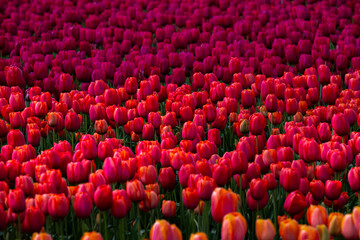 Tulip Field at the Tulip Festival around Mount Vernon in Washington State