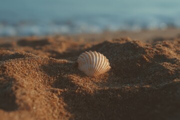 Detail of a seashell resting on sandy beach with gentle waves in the background during golden hour
