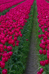 Tulip Field at the Tulip Festival around Mount Vernon in Washington State