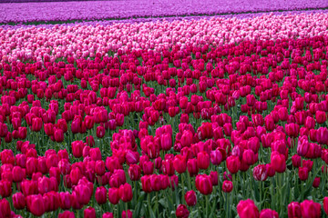 Tulip Field at the Tulip Festival around Mount Vernon in Washington State