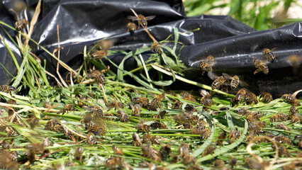 Bees flying in apiary. Slow motion 4k video with selective focus, bees flying over grass