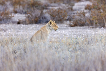 lion cub in etosha