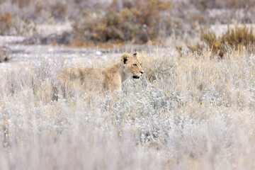 lion cub in etosha