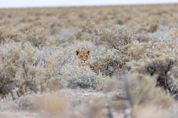 wild animal in the grass