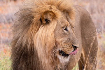 Lion in kgalagadi transfrontier park