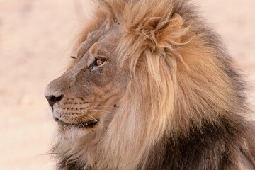 Lion in kgalagadi transfrontier park
