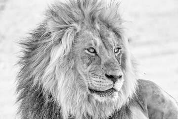 Lion in kgalagadi transfrontier park